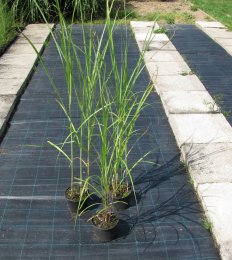 Miscanthus sinensis 'Goliath'